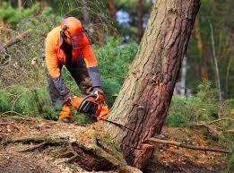 Best Hedge Trimming  in Los Alamitos, CA