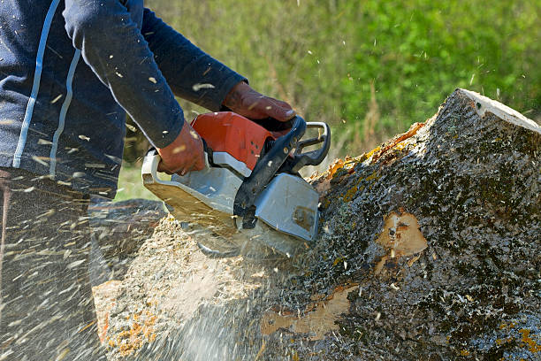 Best Tree Removal  in Los Alamitos, CA