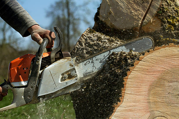 Best Firewood Processing and Delivery  in Los Alamitos, CA